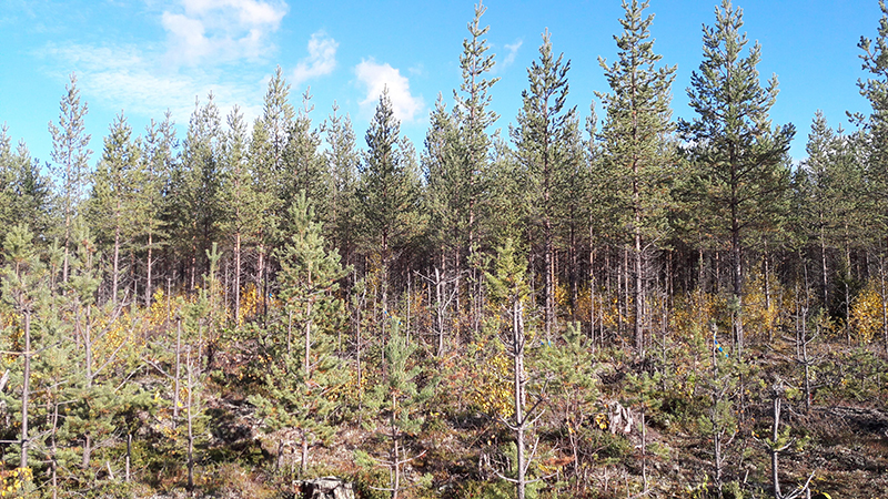 Kuvassa etualalla matalaa männikköä, taempana korkeampaa puusto. Hirvet ovat kuitenkin vaurioittaneet sekä matalan että korkeamman puuston runkoja.