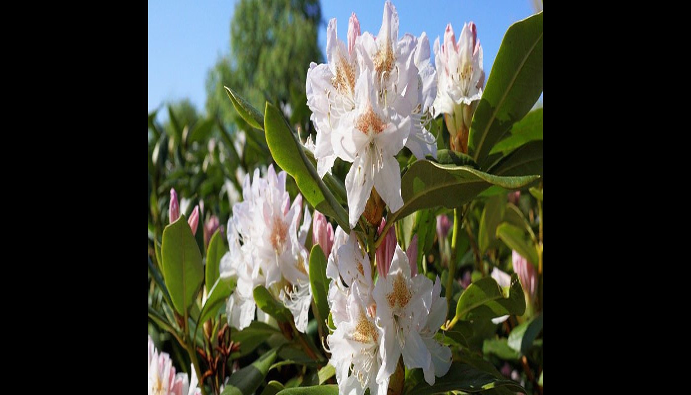 Viihtyisä metsäpuutarha