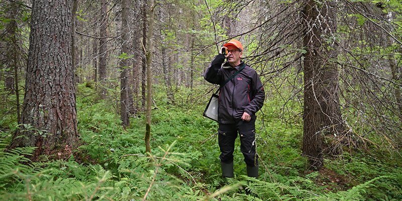 Juha Niemi mittaa puun pituutta metsässä. 
