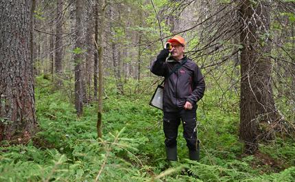 Juha Niemi mittaa puun pituutta metsässä. 

