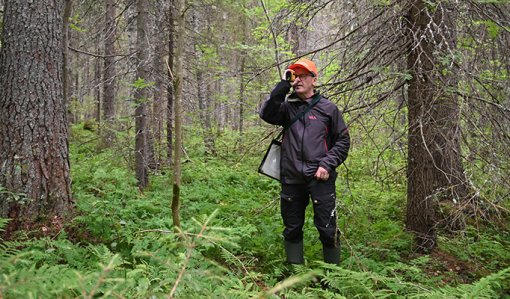 Juha Niemi mittaa puun pituutta metsässä.