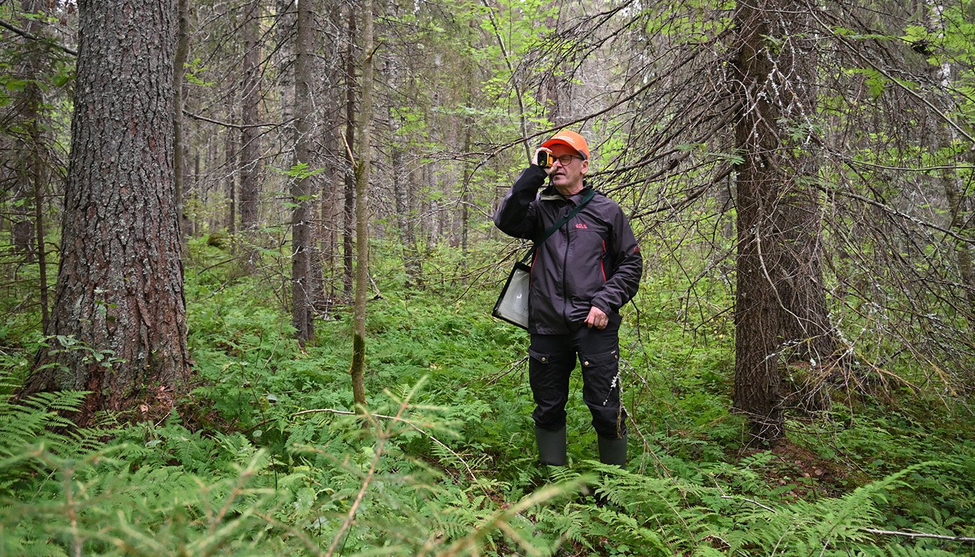 Juha Niemi mittaa puiden pituutta