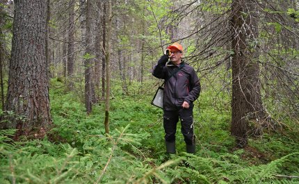 Juha Niemi mittaa puiden pituutta