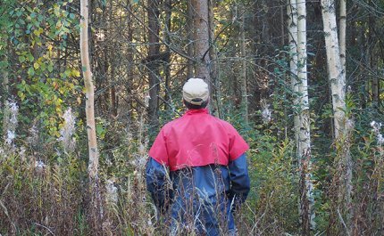 Mies katselee kohti metsää, joka olisi harvennuksen tarpeessa.