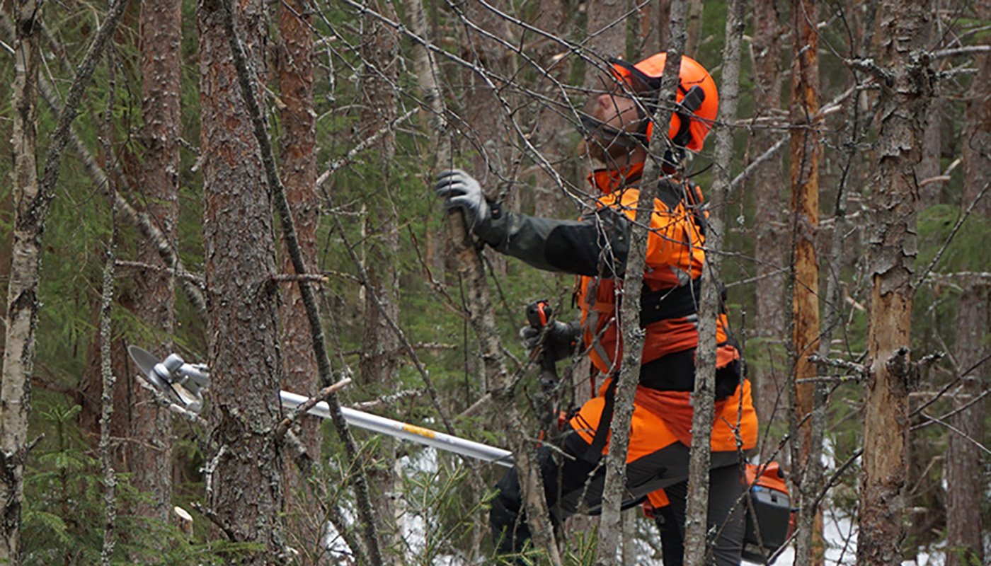 Metsuri tekee ennakkoraivausta tiheässä metsässä. 
