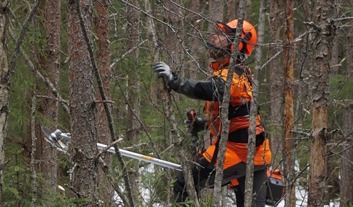Metsuri tekee ennakkoraivausta tiheässä metsässä. 
