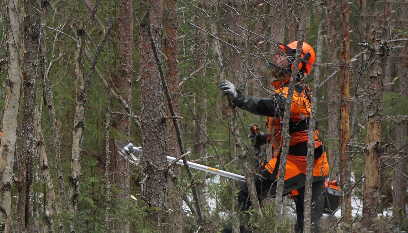 Metsuri tekee ennakkoraivausta tiheässä metsässä. 
