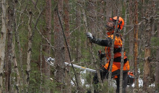 Metsuri tekee ennakkoraivausta tiheässä metsässä. 
