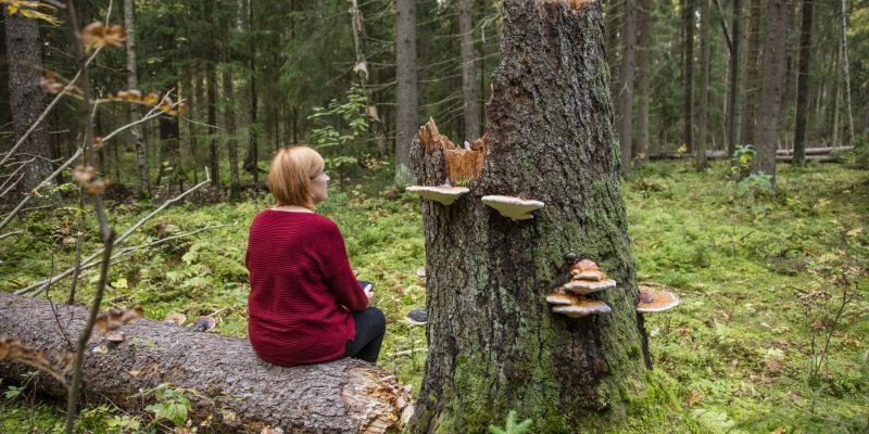 Ihminen istuu selkä kuvaajaan päin kaatuneen puun rungolla metsässä