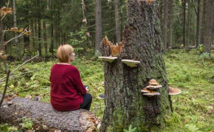 Ihminen istuu selkä kuvaajaan päin kaatuneen puun rungolla metsässä
