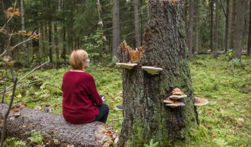 Ihminen istuu selkä kuvaajaan päin kaatuneen puun rungolla metsässä