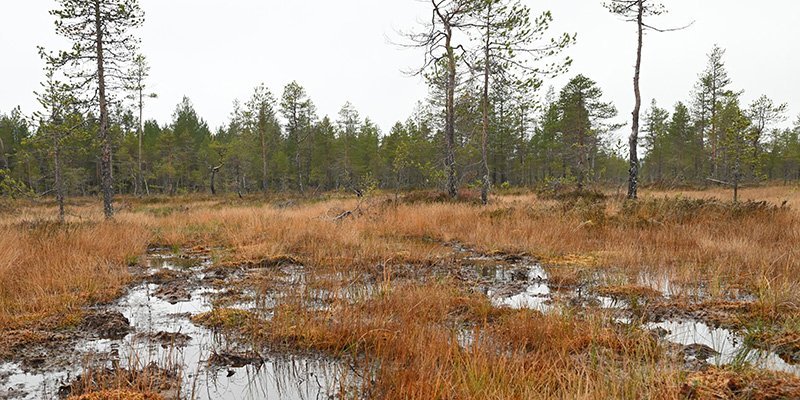 Pudasjärven Tervonsuo syksyllä. Suolle on kertynyt vettä.