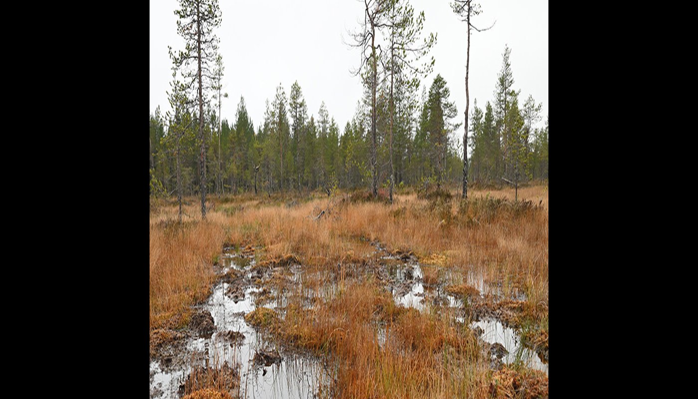 Pudasjärven Tervonsuo syksyllä. Suolle on kertynyt vettä.