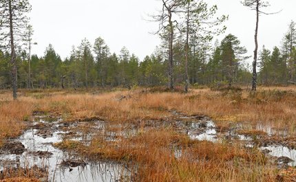 Pudasjärven Tervonsuo syksyllä. Suolle on kertynyt vettä.