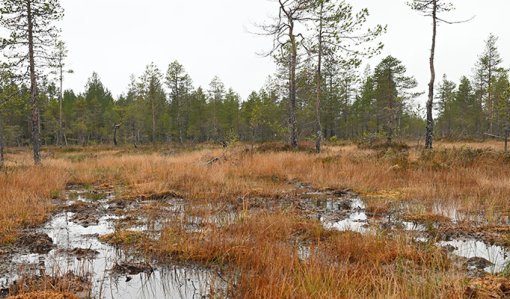 Pudasjärven Tervonsuo syksyllä. Suolle on kertynyt vettä.