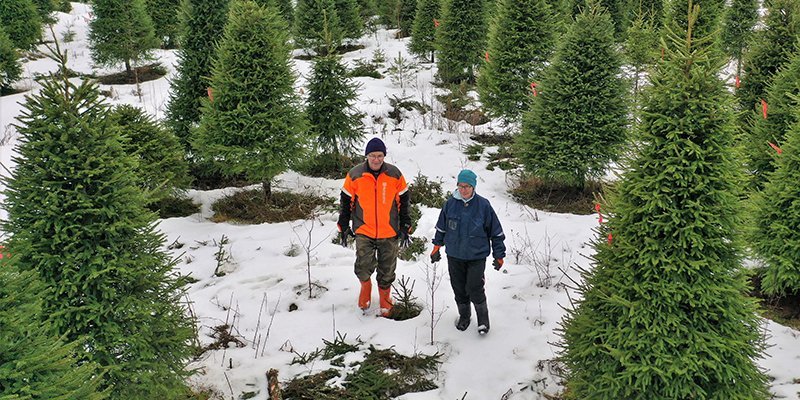 Jarmo ja Tuulikki Sirola kävelevät joulukuusiviljelmällä talvella. 