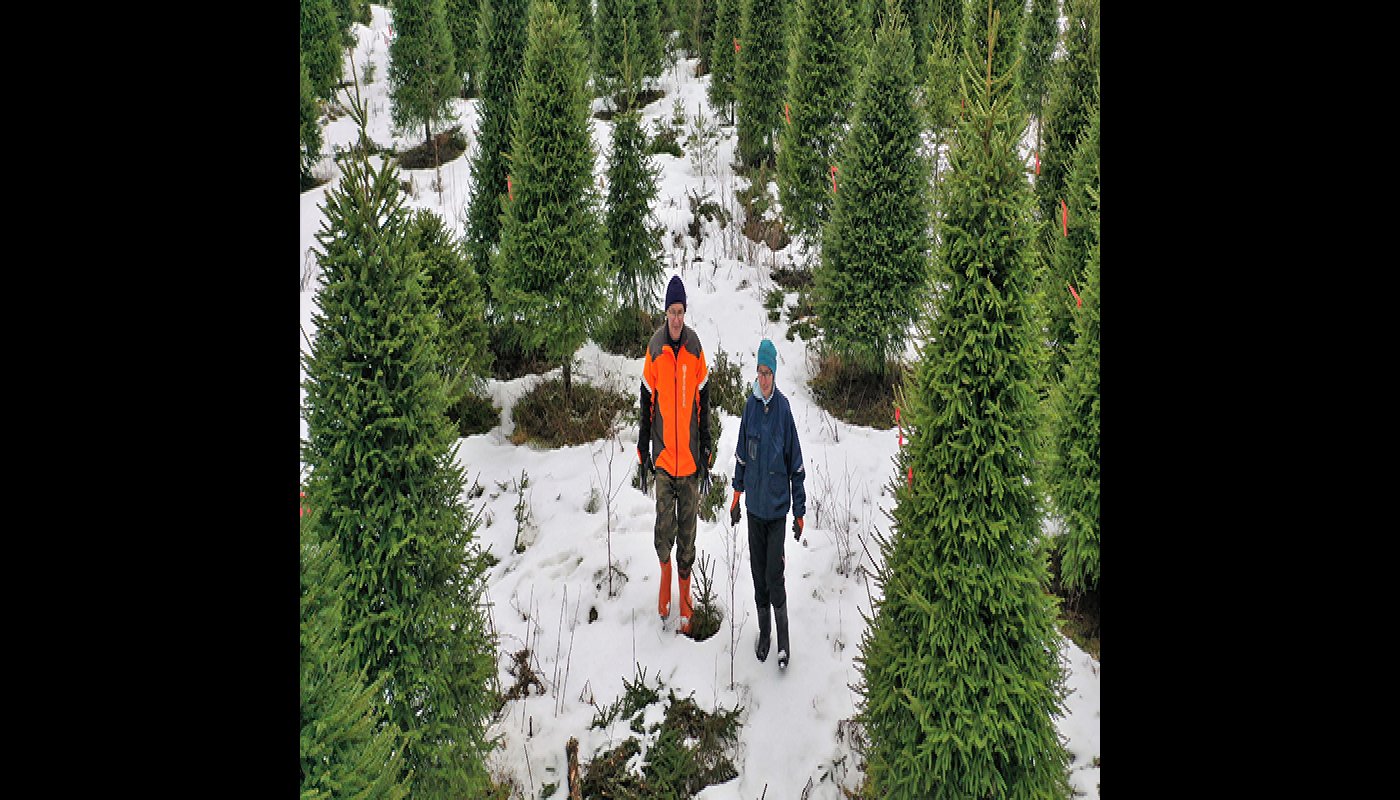 Jarmo ja Tuulikki Sirola kävelevät joulukuusiviljelmällä talvella. 