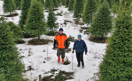 Jarmo ja Tuulikki Sirola kävelevät joulukuusiviljelmällä talvella. 