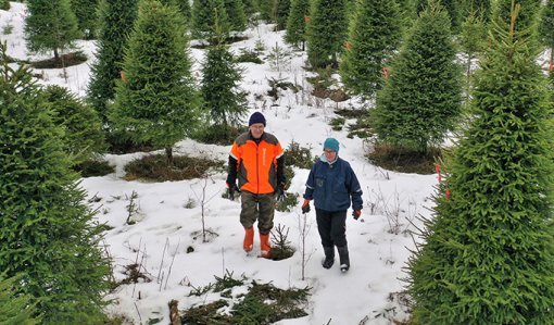 Jarmo ja Tuulikki Sirola kävelevät joulukuusiviljelmällä talvella. 