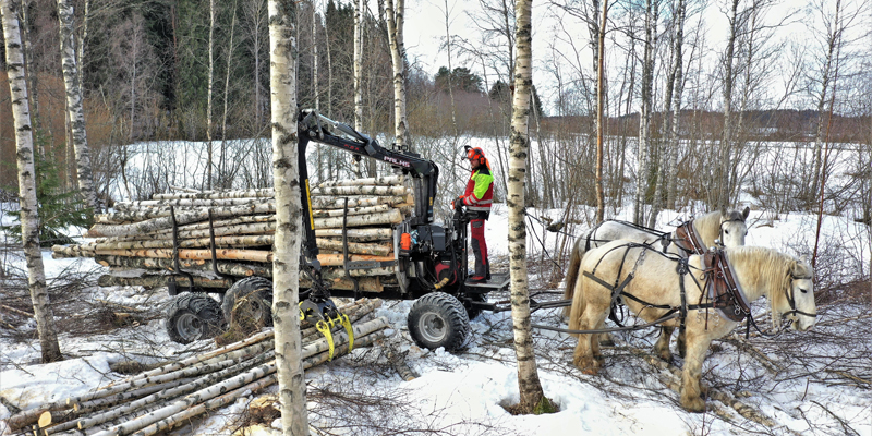 Hevosmetsuri Miika Åfelt lastaa puukuormaa harvennuskoivikossa. Puukuormaa vetää kaksi työhevosta. 