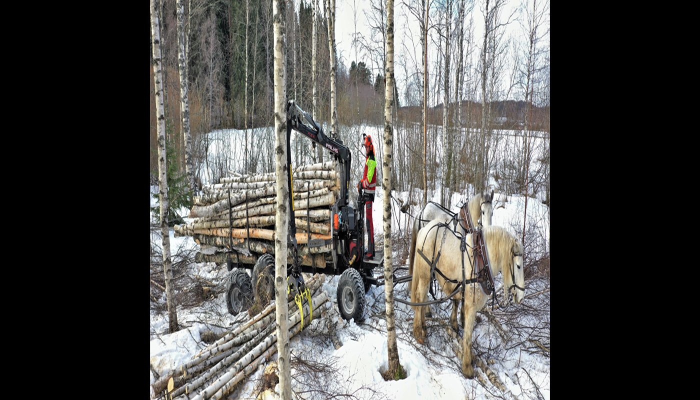 Hevosmetsuri Miika Åfelt lastaa puukuormaa harvennuskoivikossa. Puukuormaa vetää kaksi työhevosta. 