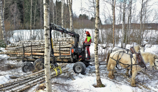 Hevosmetsuri Miika Åfelt lastaa puukuormaa harvennuskoivikossa. Puukuormaa vetää kaksi työhevosta.