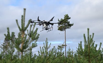 Ruiskutusdrooni lentää taimikon yläpuolella
