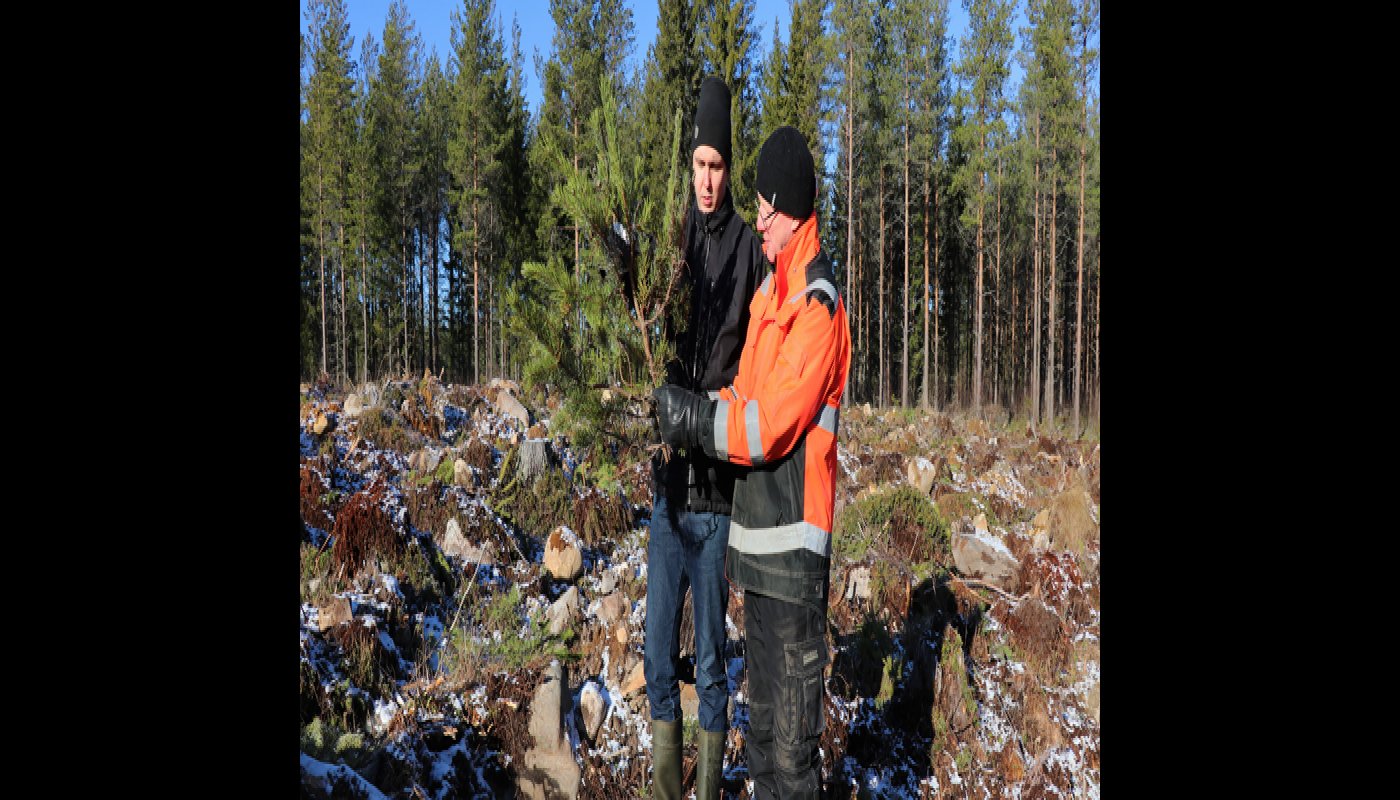 Metsänomistaja Juho Yli-Kaatiala ja kehittämisasiantuntija Heikki Kuoppala Metsäkeskuksesta katselevat hirvien syömää mäntyä. 