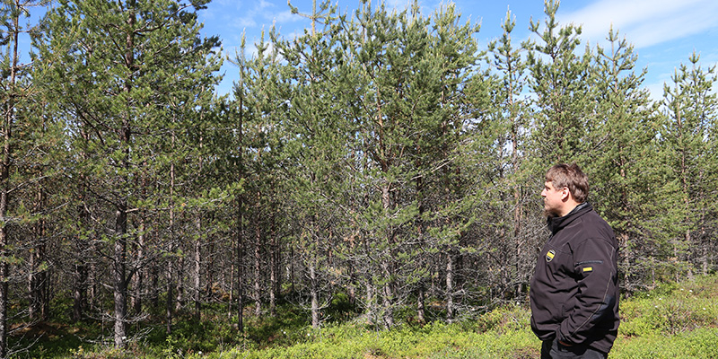 Metsänomistaja Janne Kurtti katselee taimikkoa, joka on säästynyt hirvituhoilta.