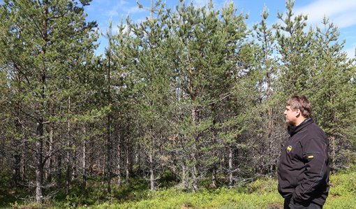 Metsänomistaja Janne Kurtti katselee taimikkoa, joka on säästynyt hirvituhoilta.