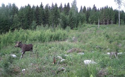 Hirvi juoksee taimikossa kesällä.