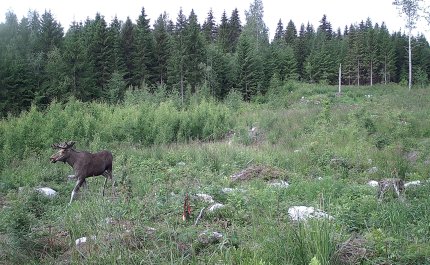 Hirvi juoksee taimikossa kesällä.
