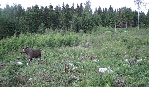 Hirvi juoksee taimikossa kesällä.