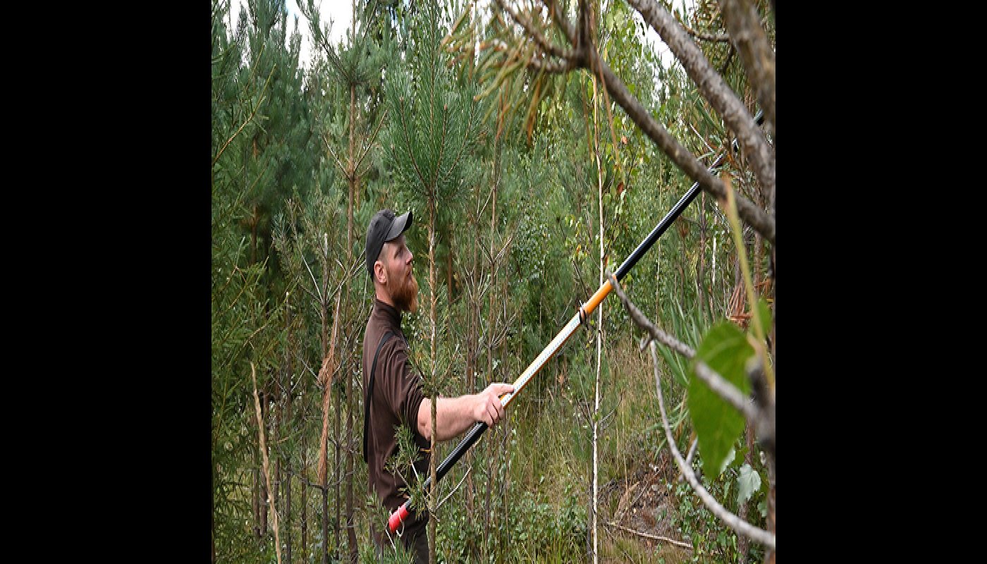 Vesa-Matti Virtanen laskee taimikossa mittakepin avulla hirven vahingoittamia taimia.