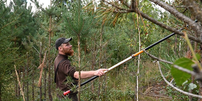 Vesa-Matti Virtanen laskee taimikossa mittakepin avulla hirven vahingoittamia taimia.