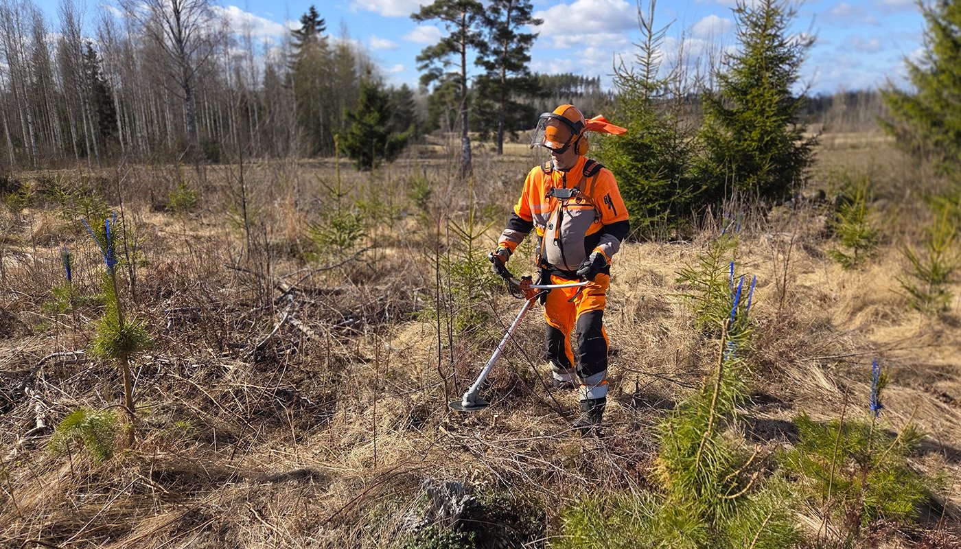 Timo Saarainen taimikossa raivaussahan kanssa. 
