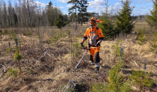 Timo Saarainen taimikossa raivaussahan kanssa. 
