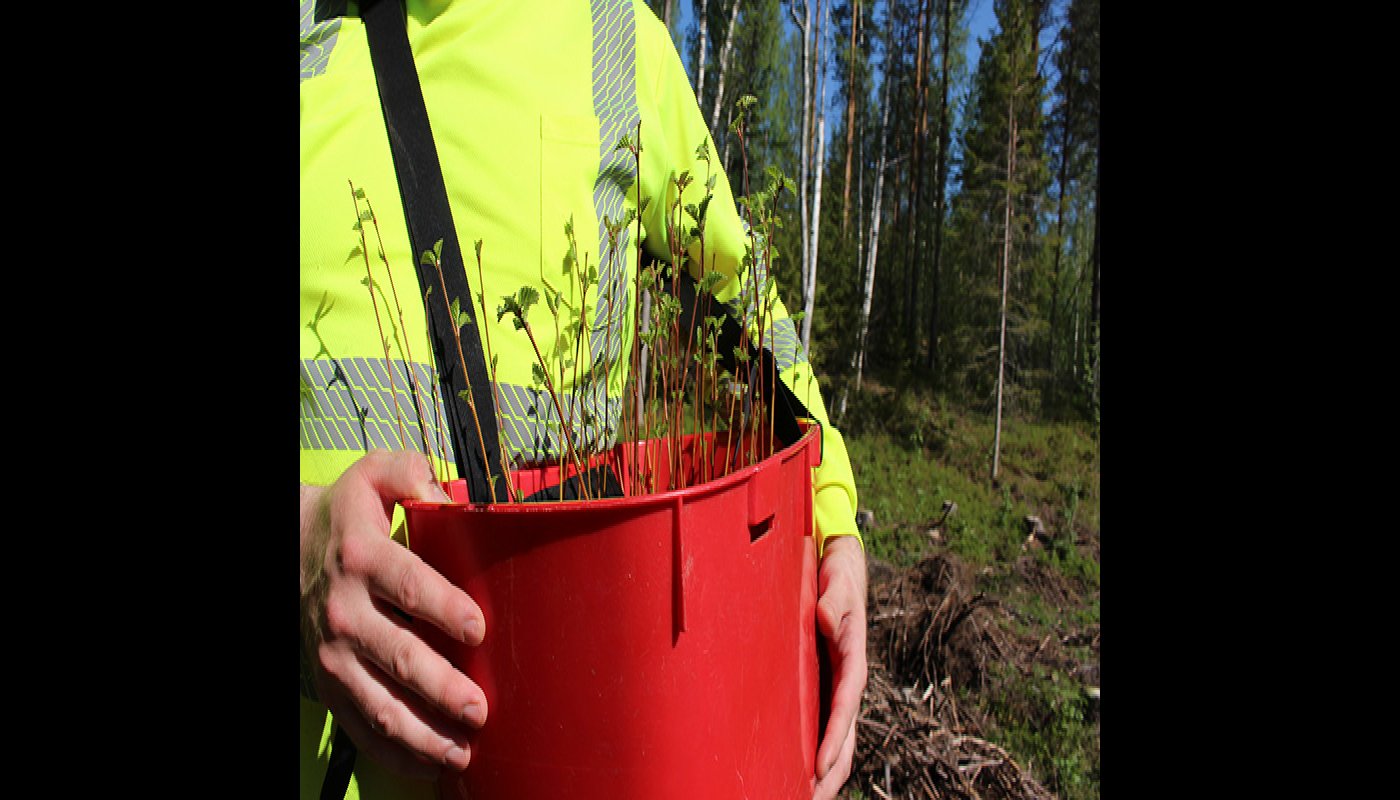 Puun taimia punaisessa taimivakassa