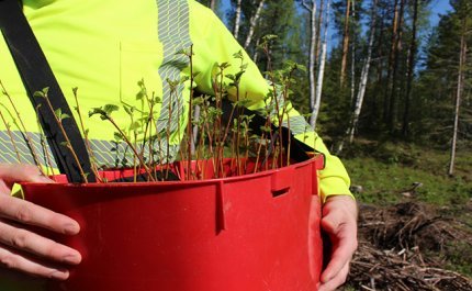 Puun taimia punaisessa taimivakassa