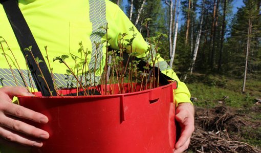 Puun taimia punaisessa taimivakassa