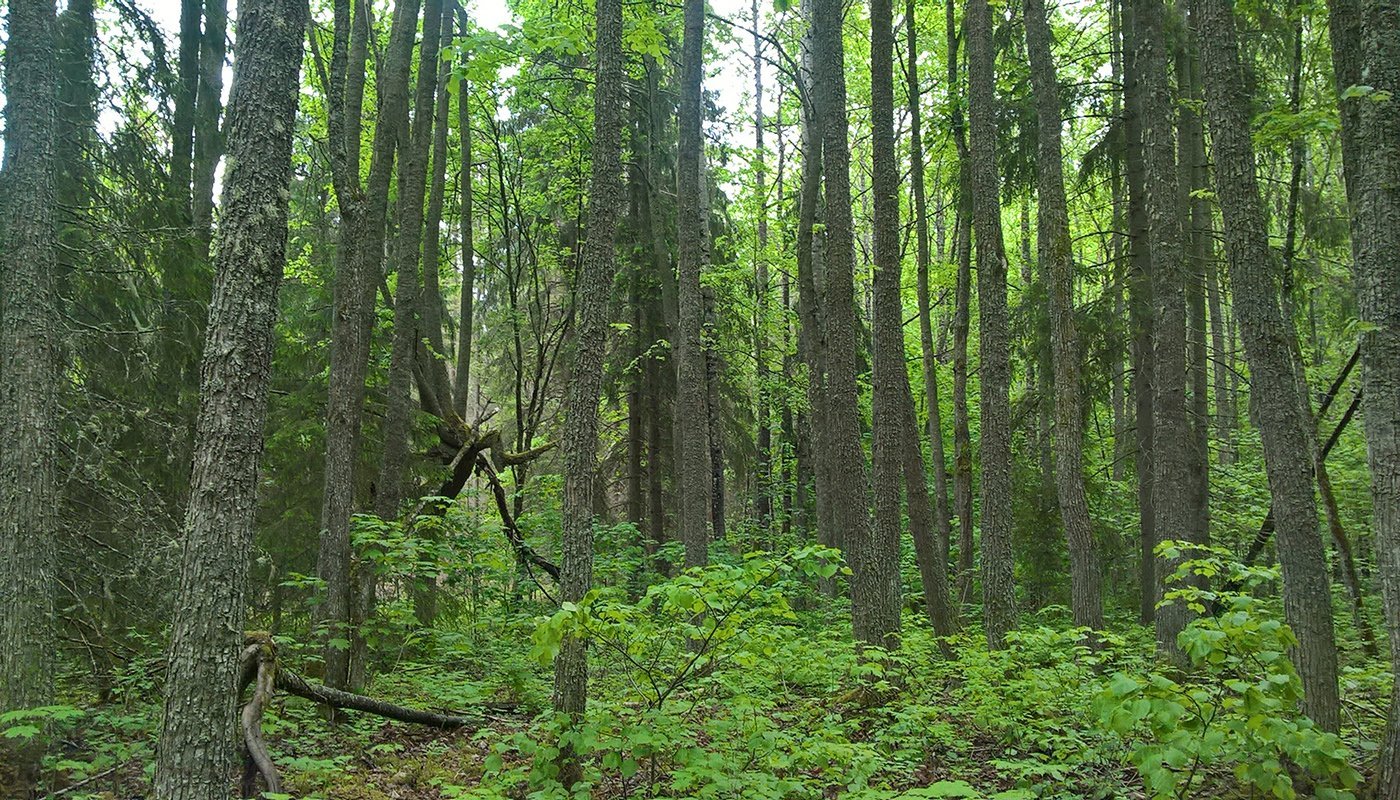 Metsälehmuksia metsässä.