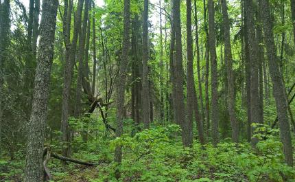 Metsälehmuksia metsässä.