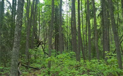 Metsälehmuksia metsässä.