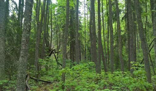Metsälehmuksia metsässä.