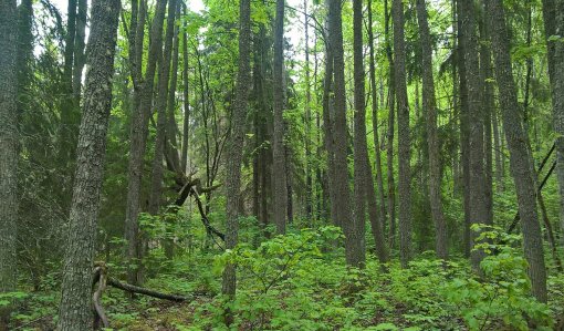 Metsälehmuksia metsässä.