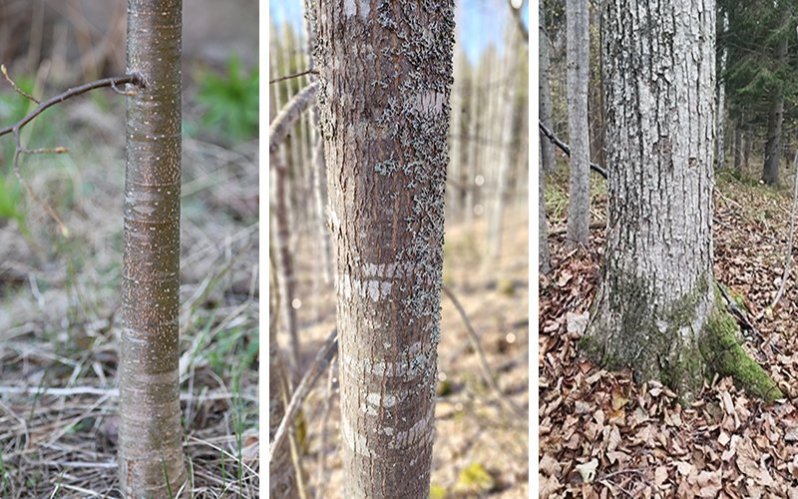 Metsälehmuksen taimi, nuori runko ja vanhan puun runko. 