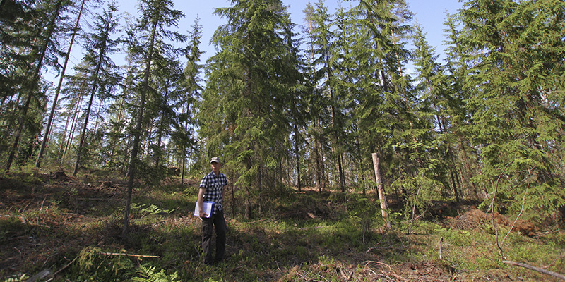 Metsäkeskuksen metsänhoidon asiantuntija Pekka Kuitunen metsässä, jossa on tehty poimintahakkuuta. Hakkuulla on muutettu metsän rakennetta niin, että siellä on eri-ikäisiä ja kokoisia puita.