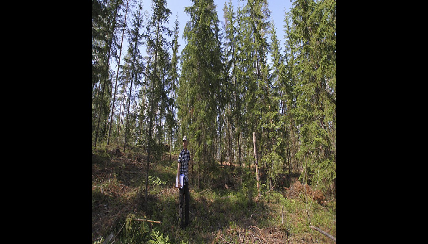 Metsäkeskuksen metsänhoidon asiantuntija Pekka Kuitunen metsässä, jossa on tehty poimintahakkuuta. Hakkuulla on muutettu metsän rakennetta niin, että siellä on eri-ikäisiä ja kokoisia puita. 