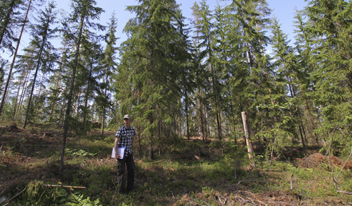Metsäkeskuksen metsänhoidon asiantuntija Pekka Kuitunen metsässä, jossa on tehty poimintahakkuuta. Hakkuulla on muutettu metsän rakennetta niin, että siellä on eri-ikäisiä ja kokoisia puita.