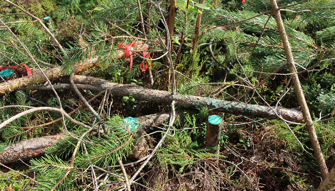 Juurikäävän torjunta-ainetta kannoilla taimikossa